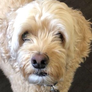 Meet your Posher, Violet